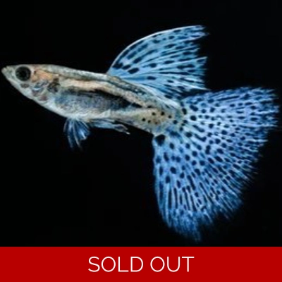 Blue Grass Guppy